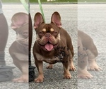 Small Photo #1 French Bulldog Puppy For Sale in LORIS, SC, USA