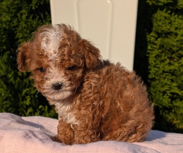 Medium Photo #5 Cavapoo (Miniature) Puppy For Sale in GOSHEN, IN, USA