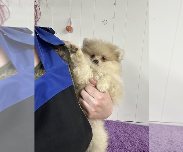Medium Photo #6 Pomeranian Puppy For Sale in MACON, GA, USA