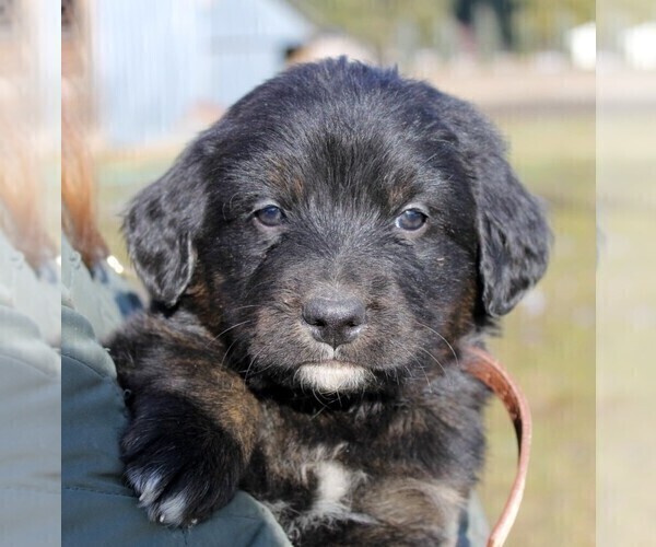 Medium Photo #2 Golden Mountain Dog Puppy For Sale in CLAYTON, WA, USA