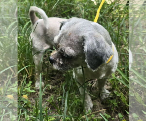 Medium Photo #3 Shih Tzu-Unknown Mix Puppy For Sale in Missouri City, TX, USA