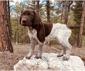German Shorthaired Pointer Puppy for sale in WOODLAND PARK, CO, USA