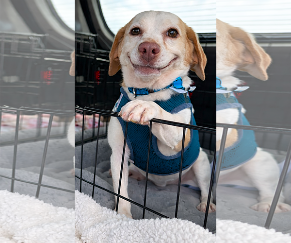 Medium Photo #10 Beagle Puppy For Sale in Dunnellon, FL, USA