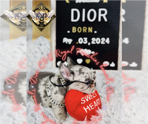 Medium Photo #2 French Bulldog Puppy For Sale in ATHENS, GA, USA