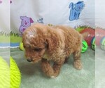 Small #6 Cavapoo