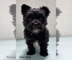 Small Photo #3 Morkie Puppy For Sale in CLARE, IL, USA