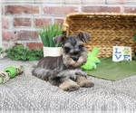 Small #3 Schnauzer (Miniature)