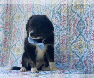 Border Collie-Golden Retriever Mix Puppy for sale in LANCASTER, PA, USA