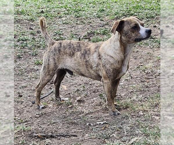 Medium Photo #1 Mutt Puppy For Sale in San Antonio, TX, USA