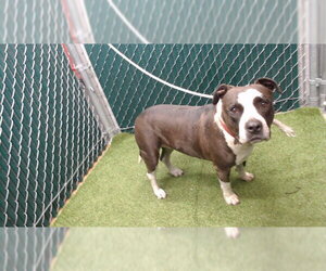 Mutt Dogs for adoption in Downey, CA, USA