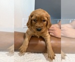 Puppy Mila --Golden Retriever Mix