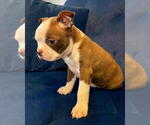 Small Photo #4 Boston Terrier Puppy For Sale in LOS ANGELES, CA, USA
