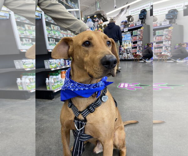 Medium Photo #4  Puppy For Sale in , 