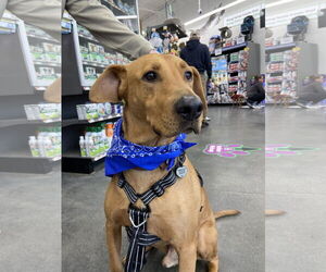 Labrador Retriever-Rhodesian Ridgeback Mix Dogs for adoption in Virginia Beach, VA, USA