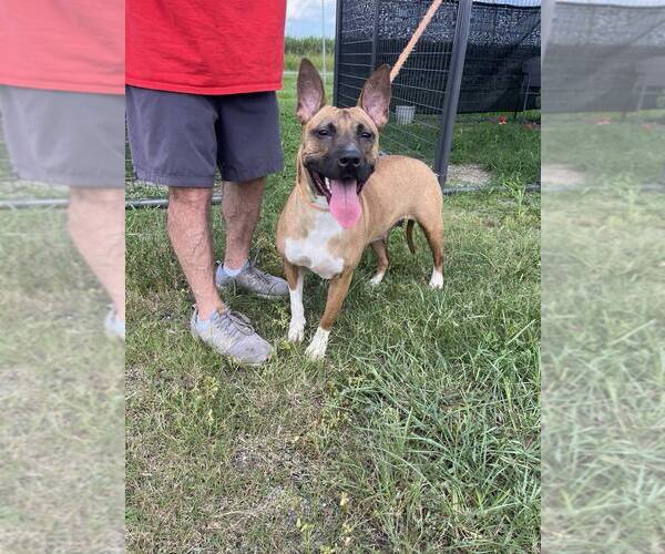 Medium Photo #1 Mutt Puppy For Sale in Abbeville, LA, USA