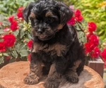 Small Photo #27 Yorkipoo Puppy For Sale in GOSHEN, IN, USA
