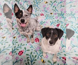 Mutt Dogs for adoption in Gates Mills, OH, USA