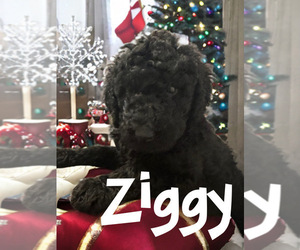 Poodle (Standard) Puppy for sale in SACRAMENTO, CA, USA