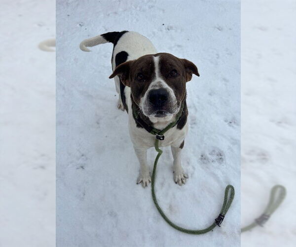 Medium Photo #2 American Staffordshire Terrier-Unknown Mix Puppy For Sale in Palmetto, FL, USA