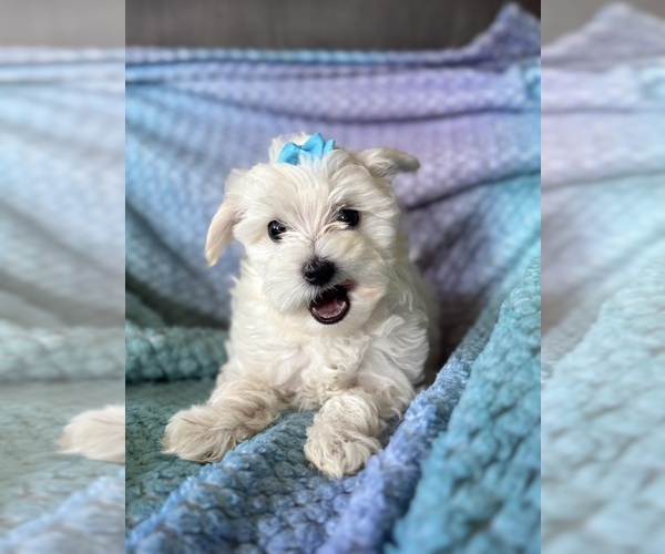 Medium Photo #8 Maltese Puppy For Sale in SEAGROVE, NC, USA