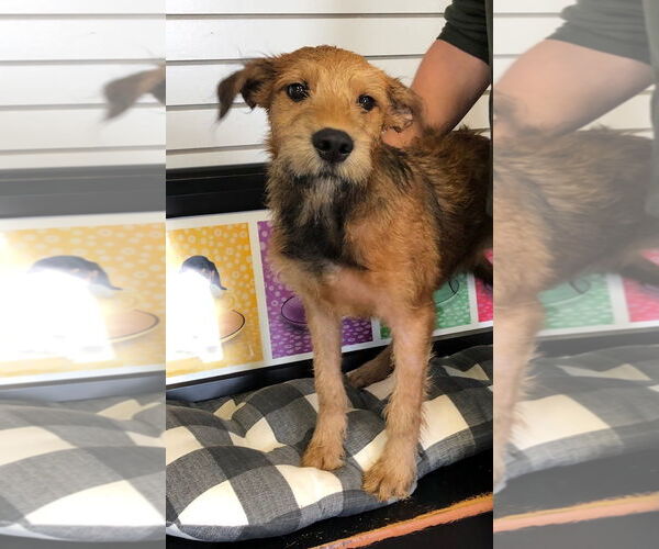 Medium Photo #4 Great Dane-Unknown Mix Puppy For Sale in Amarillo, TX, USA