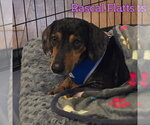 Small #11 Dachshund