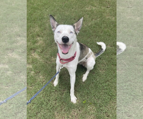 Medium Photo #1 American Pit Bull Terrier-Siberian Husky Mix Puppy For Sale in Cumming, GA, USA