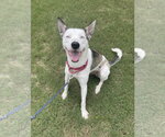Kacy - Female American Pit Bull Terrier-Siberian Husky Mix Dog for Adoption - Small photo