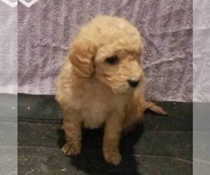 Goldendoodle-Poodle (Miniature) Mix Puppy for sale in ARTHUR, IL, USA