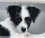 Small Poodle (Miniature) Mix