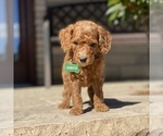 Puppy 7 Poodle (Standard)