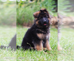 Puppy Puppy 6 German Shepherd Dog