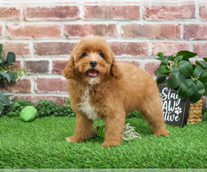 Cavapoo (Miniature) Puppy for sale in SYRACUSE, IN, USA