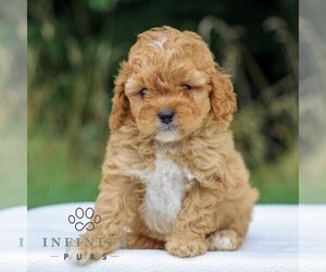 Cavapoo Puppy for sale in NARVON, PA, USA