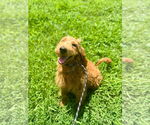 Small #2 Goldendoodle