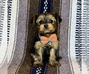 Yorkshire Terrier Puppy for sale in GLENDALE, AZ, USA