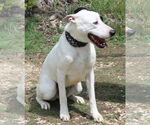 Small #2 Great Dane-Greyhound Mix