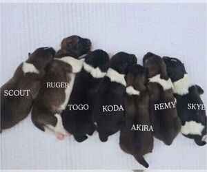 Akita Litter for sale in STRAFFORD, MO, USA