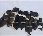 Image preview for Ad Listing. Nickname: Litter of 7