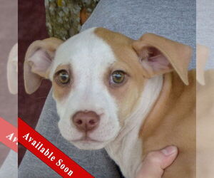 American Staffordshire Terrier-Unknown Mix Dogs for adoption in Huntley, IL, USA