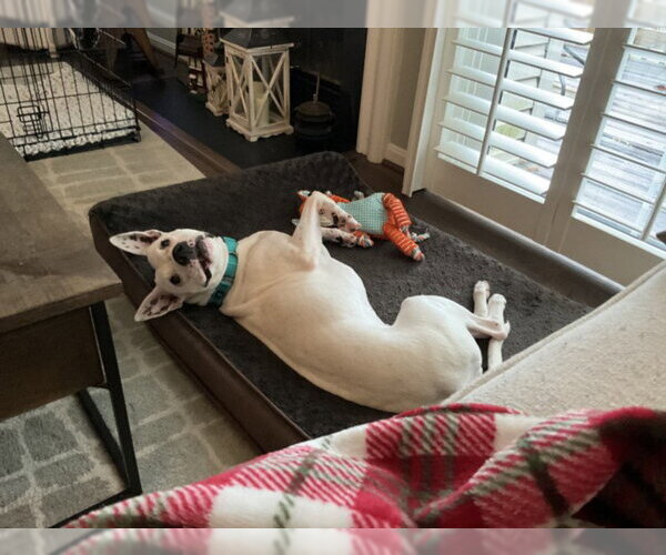 Medium Photo #1 Boxer-Staffordshire Bull Terrier Mix Puppy For Sale in Derwood, MD, USA
