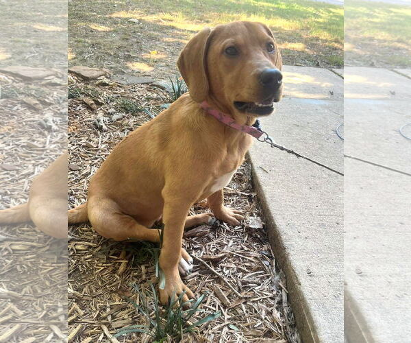 Medium Photo #3 Beagle-Unknown Mix Puppy For Sale in Wakefield, RI, USA