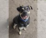 Small Labrador Retriever Mix