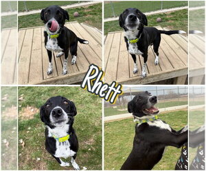 Border Collie-Unknown Mix Dogs for adoption in Pierceton , IN, USA