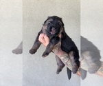 Small #18 German Shepherd Dog