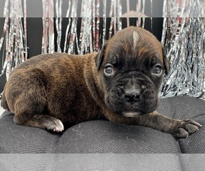 Boxer Puppy for sale in PAWNEE CITY, NE, USA