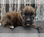 Image preview for Ad Listing. Nickname: AKC Parker