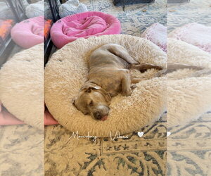 London - Female Mutt Dog for Adoption - Photo #8