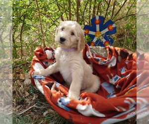 Goldendoodle Puppy for sale in PEYTON, CO, USA