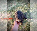 Small #1 Mutt